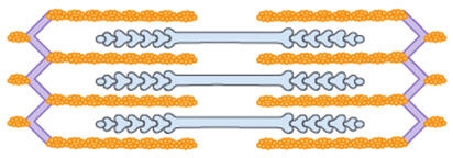 Which best describes the top and bottom images of muscle contraction? a. The top image-example-1