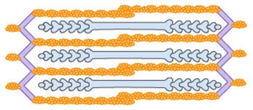 Which best describes the top and bottom images of muscle contraction? a. The top image-example-2