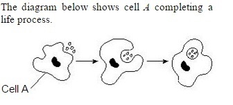 "Cell A performs functions similar to the tissues and systems in complex, multicellular-example-1