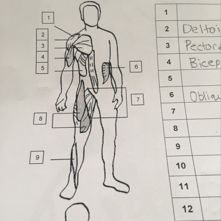 Parts of muscular system?-example-1