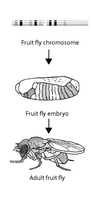 The basic body structure of the fly in the figure above is determined by a cluster-example-1