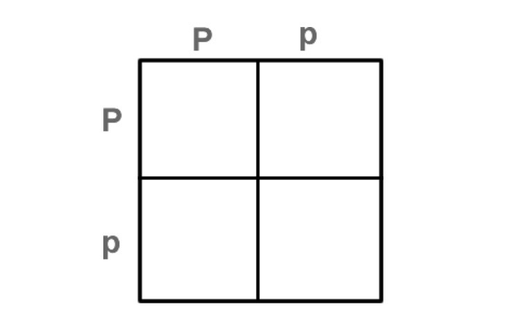 The Punnett square above shows a cross between two sweet pea plants in Mendel's greenhouse-example-1