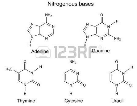 Which part of nucleotide determines if it is adenine,thymine,guanine,cytosine or uracil-example-1