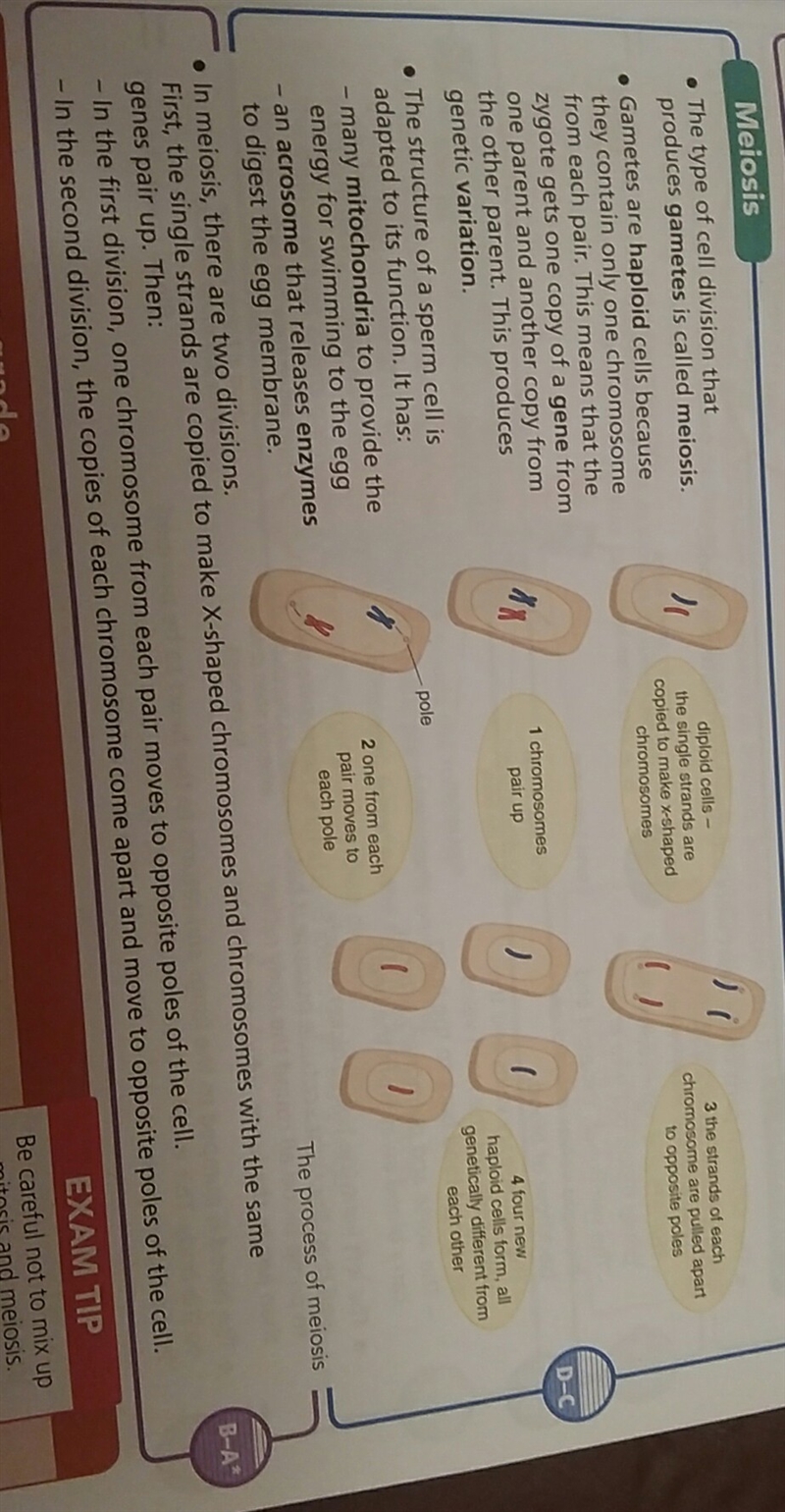 compare the phase of meiosis 1 with the phase of meiosis 2 in terms of the number-example-1