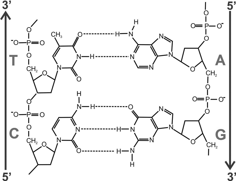 What links the two strands in a dna helix together in the middle-example-1