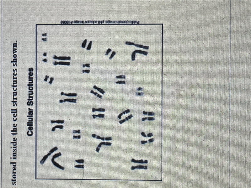 The genetic information of an organism is stored inside the cell structure shown what-example-1