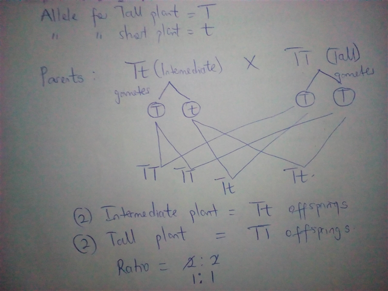 In a monohybrid cross, if the gene for tall (T) plants was incompletely dominant over-example-1