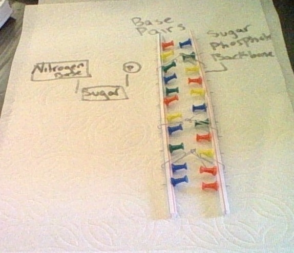 Draw a sketch of your replicating molecule. Make sure you label all of the important-example-1