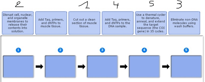 Place the following steps of the dna extraction and pcr process in the correct order-example-1