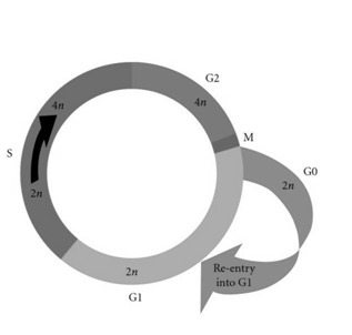 _____ phase is the period during the life of a cell when it has finished mitotic division-example-1