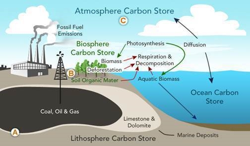 What is the next phase of the carbon cycle for the carbon source labeled b?-example-1