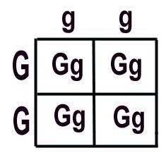 Use a punnett square to explain how a dominant allele masks the presence of a recessive-example-1