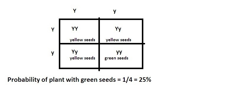 In pea plants, yellow (Y) seed color is a dominant trait, and green seed color (y-example-1