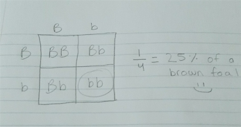 In horses, black (B) is the dominant color; brown (b) is the recessive color. Consider-example-1