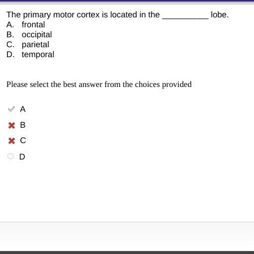 The primary area of the cortex for visual processing is on the __________ lobe. a-example-1