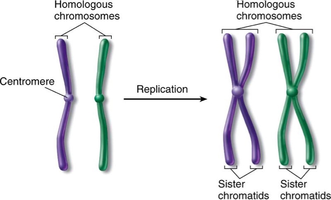 Which illustration depicts homologous chromosomes-example-1