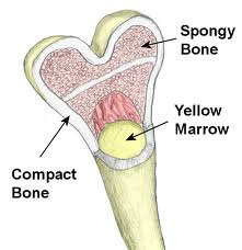 The tissue that occupies the central cavity within the shaft of a long bone is-example-1