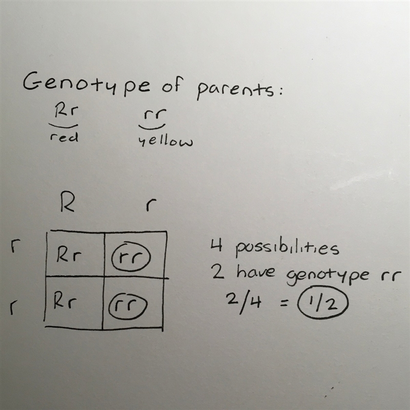 The variation of kernel color in corn plants is an inherited trait. R is the dominant-example-1