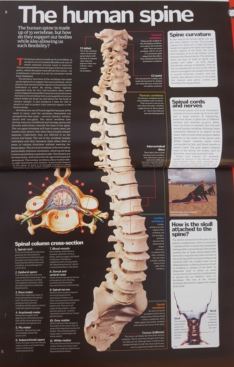 Describe the structure and functions of the parts of the spinal cord.-example-1