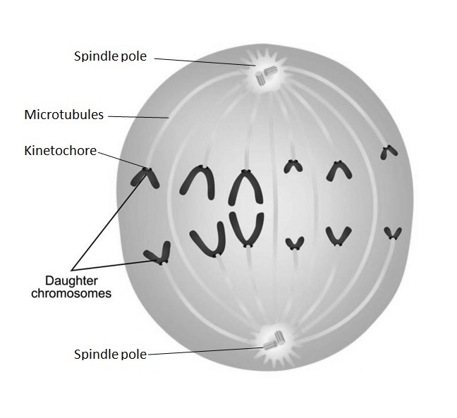 Identify the stage of mitosis where the sister chromatids separate and each daughter-example-1