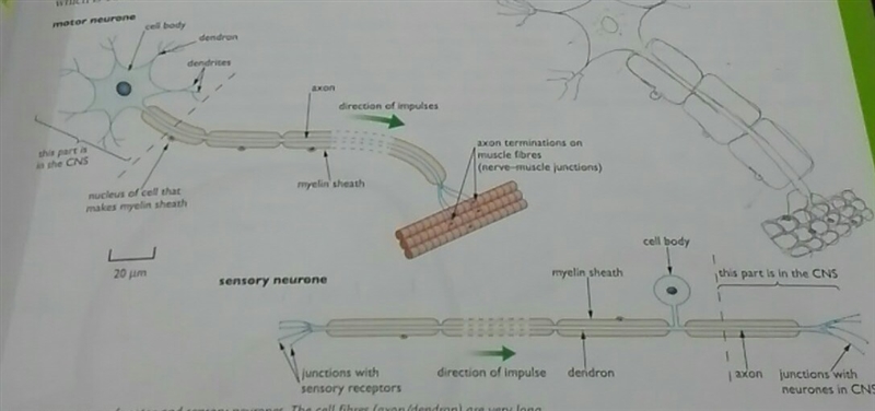 Diagram that includes the major parts - brain ,spinal cord, nerves and neurons -and-example-1