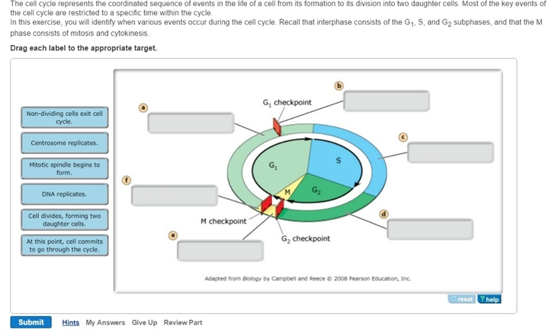 Part b - phases of the cell cycle the cell cycle represents the coordinated sequence-example-1