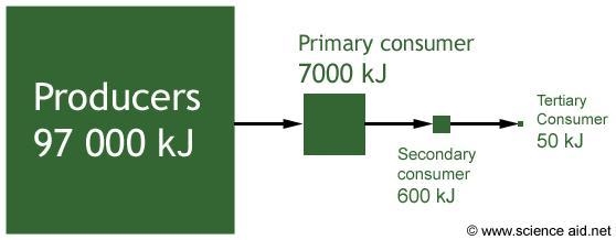 Which organisms have the most energy available to them? A) birds or omnivores B) plants-example-1