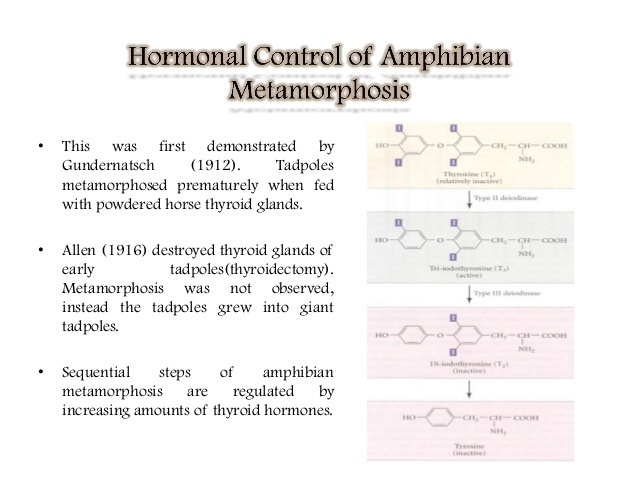 Place the following steps for complete metamorphosis in sequential order:-example-1