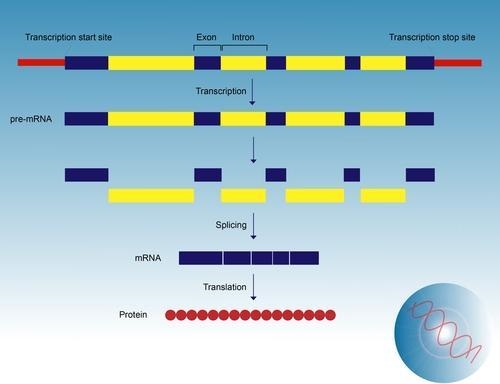 What step could you add after you transcribe DNA to make a more complete model of-example-1