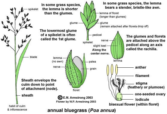 Think about your own favorite animal, plant, or other organism. If you can, include-example-1