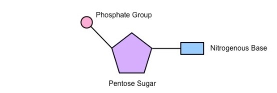 Which part of nucleotide determines if it is adenine,thymine,guanine,cytosine or uracil-example-2