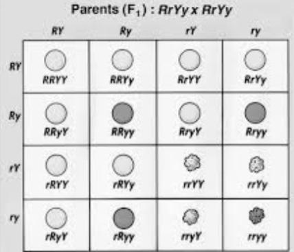 N a dihybrid cross for round and yellow seeds (RrYy x RrYy), what is the probability-example-1