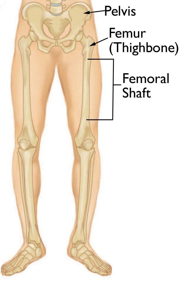 How does the shape of the treated femur compared with that of the untreated femur-example-2