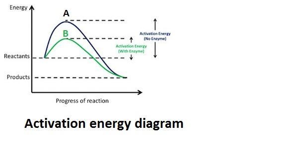 How does the activation energy differ between reactions A and B, which are both enzyme-example-1