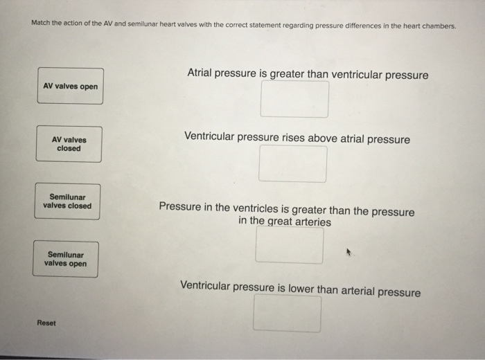 Match the action of the av and semilunar heart valves with the correct statement regarding-example-1