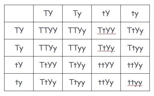 Complete a cross between two organisms with the genotype TtYy. List all genotypes-example-1