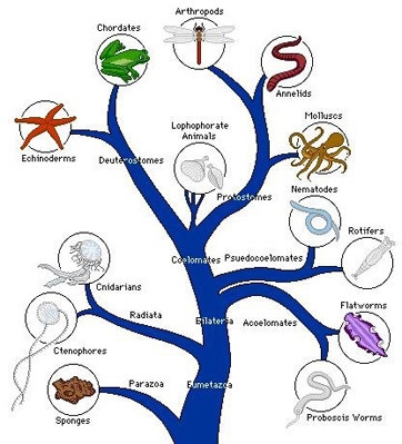 Examples of Multicellular organisms-example-1