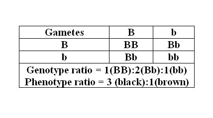 In rabbits, the allele for black fur, B, is dominant over the allele for brown fur-example-1