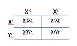 In fruit flies, the allele for white eyes is recessive to the allele for red eyes-example-1