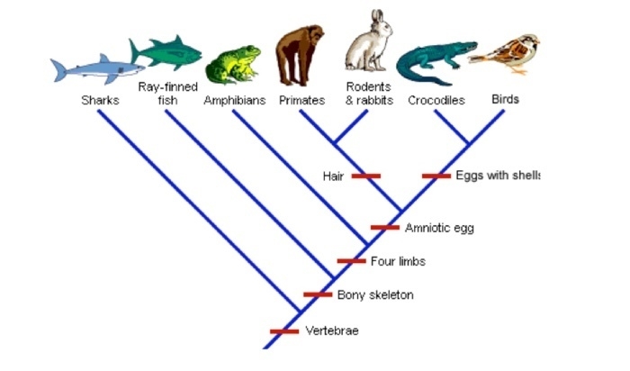 According to the cladogram, which organisms are in the smallest clade with birds? mc-example-1