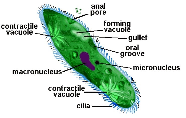 In some freshwater organisms there is a structure called a contractile vacuole that-example-1