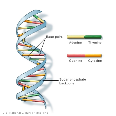 Which elements are involved in creating genetic material?-example-1