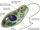 What is the cell structure of protista-example-1