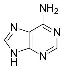 Which nitrogenous base is double-ringed? A. adenine B. cytosine C. thymine D. uracil-example-1