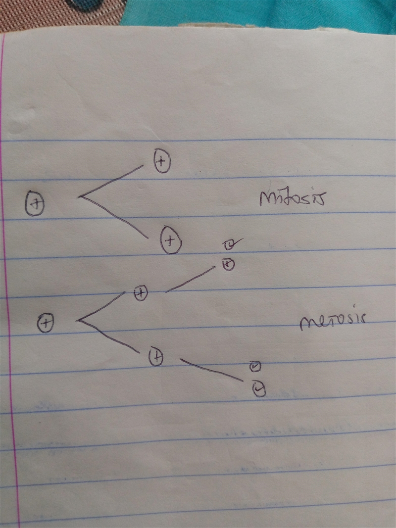 1. Somatic cells reproduce by ______________ , while sex cells reproduce by ______________ . Hint-example-1