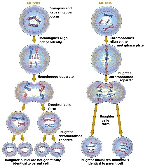 Why do cells undergoing mitosis require one set of divisions, whereas those undergoing-example-1