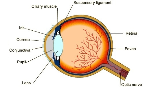 The amount of light entering the eye is regulated by changes in the size of the-example-1