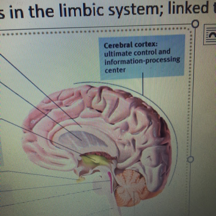 The personal fable and risk-taking in early adolescence is because of underdevelopment-example-1