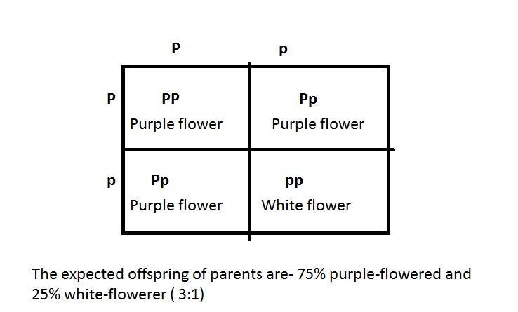 The Punnett square above shows a cross between two sweet pea plants in Mendel's greenhouse-example-1