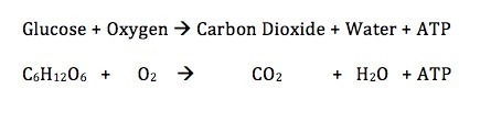 Describe the process of cellular respiration-example-1